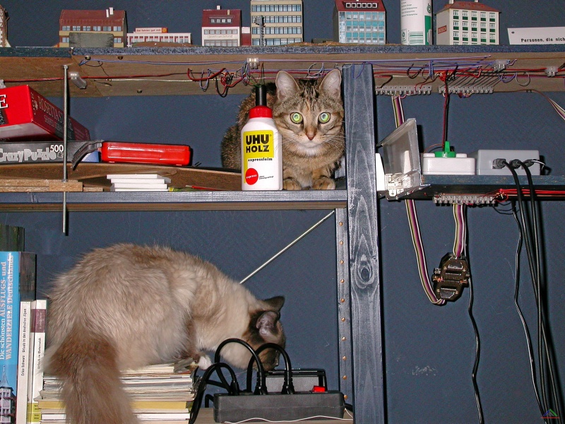 004 Digitalbetrieb in Enndingen.JPG - Inspektion: Unsere Katze Kess und der Birma-Kater Herr Frech